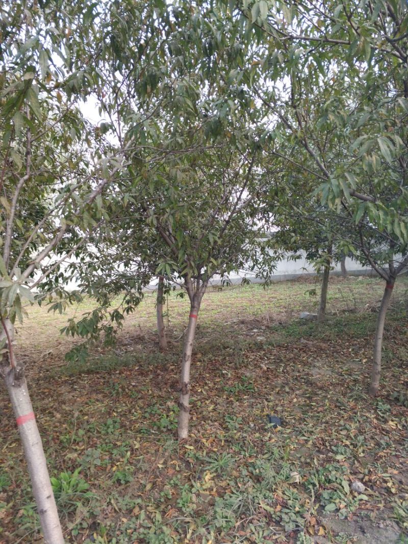 毛桃树10~12cm2.5~3米