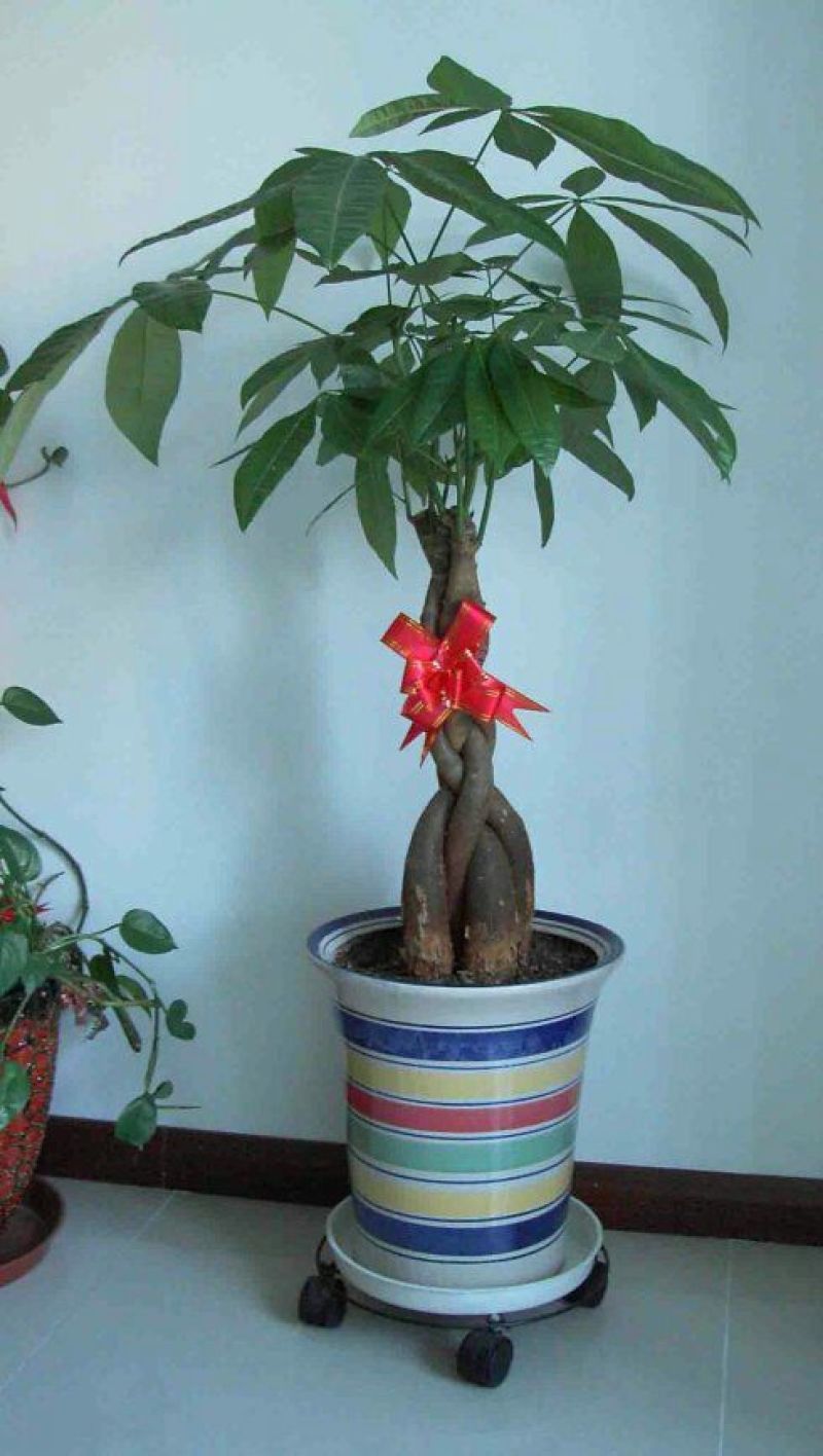 发财树不含盆