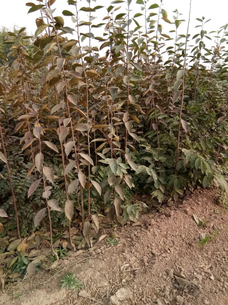 阳丰甜柿子树苗，挂果树80~100cm