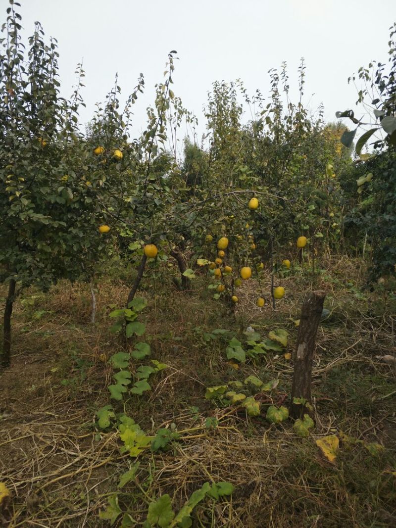 木瓜树苗111~150cm