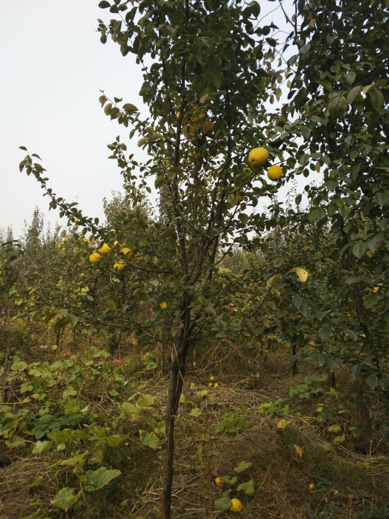 木瓜树苗111~150cm