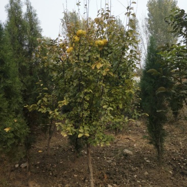 木瓜树苗111~150cm