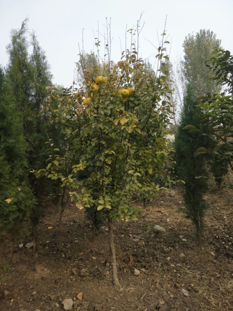 木瓜树苗111~150cm