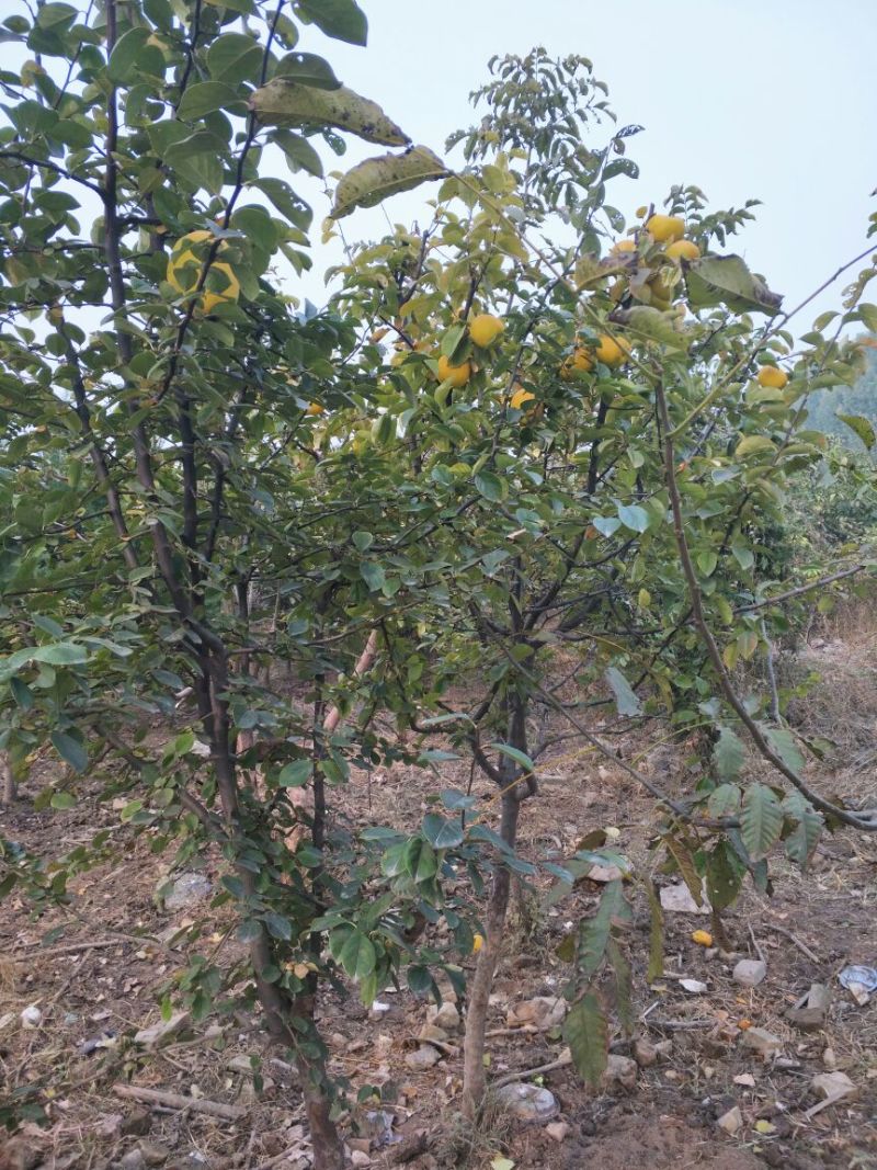 木瓜树苗111~150cm