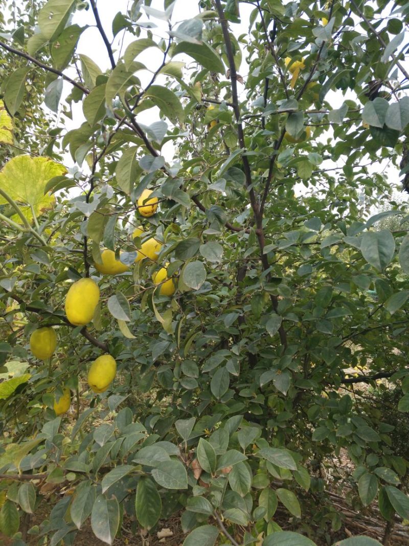 木瓜树苗111~150cm