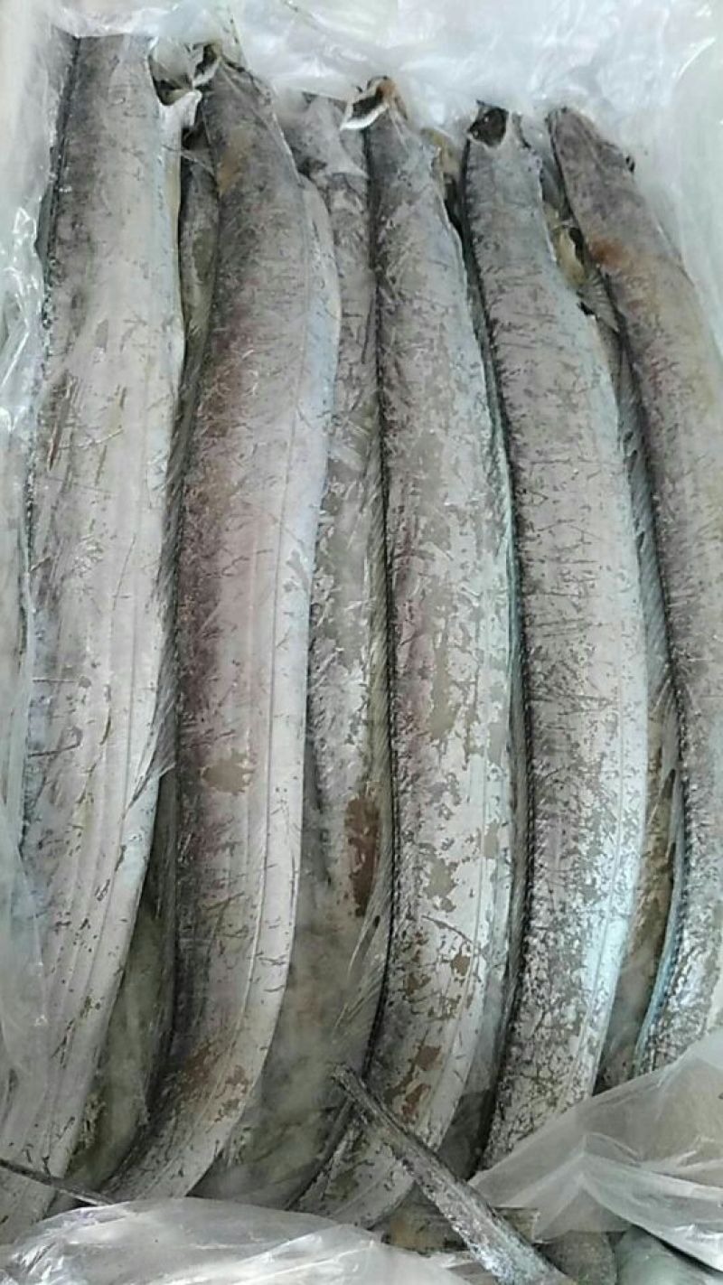鳗鱼干