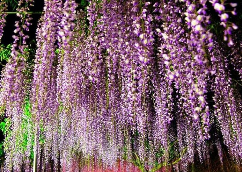 紫藤1~2cm1~1.5米