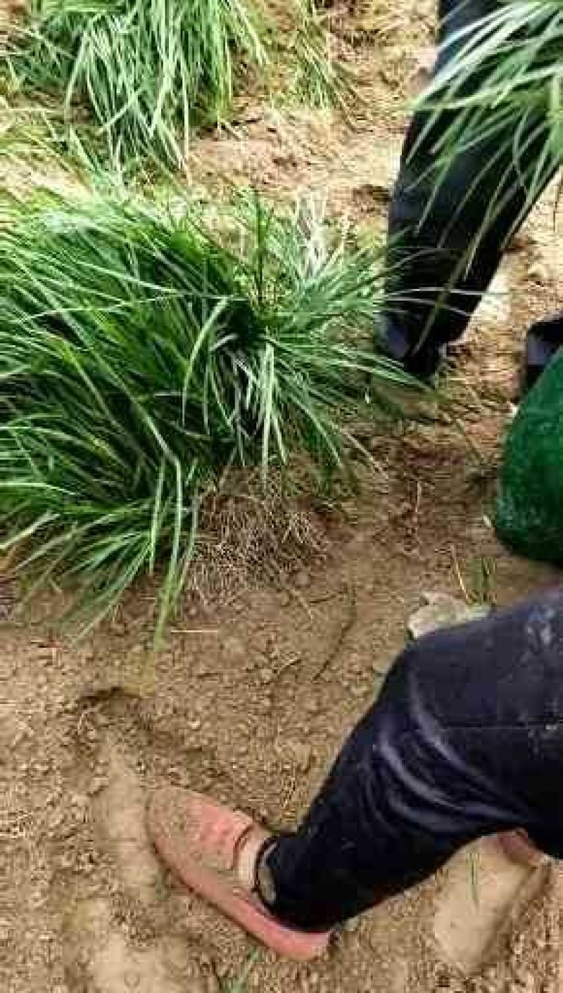 麦冬草山东产地直销
