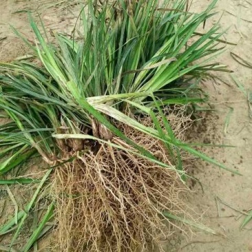 麦冬草山东产地直销