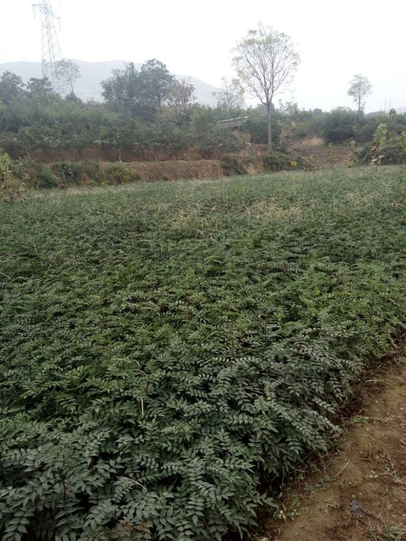 大红袍花椒苗1~2年
