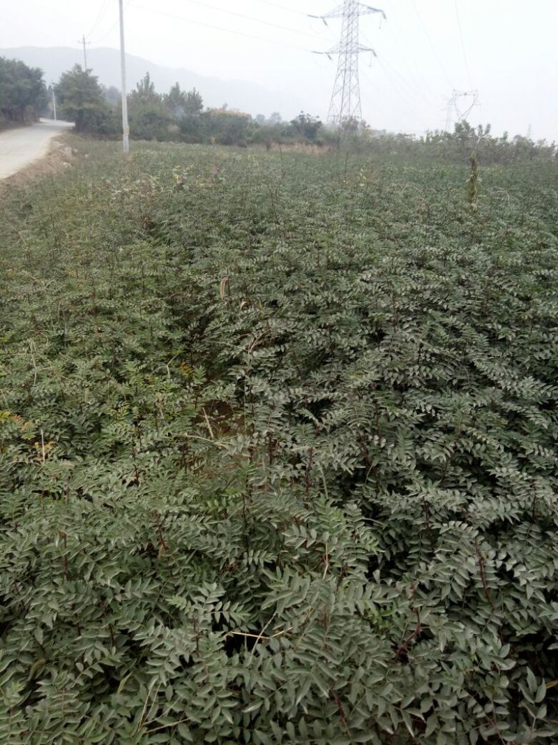 大红袍花椒苗1~2年