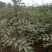 大红袍花椒苗1~2年