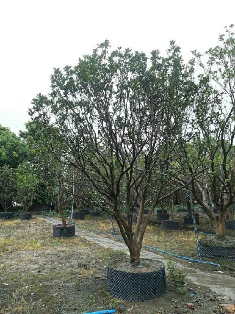 专用控根器植树袋快速种植育苗控根器容器围植排水板