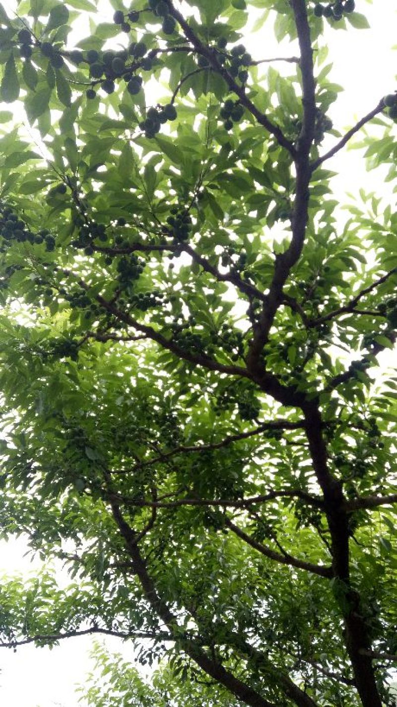 青脆李子苗150~250cm