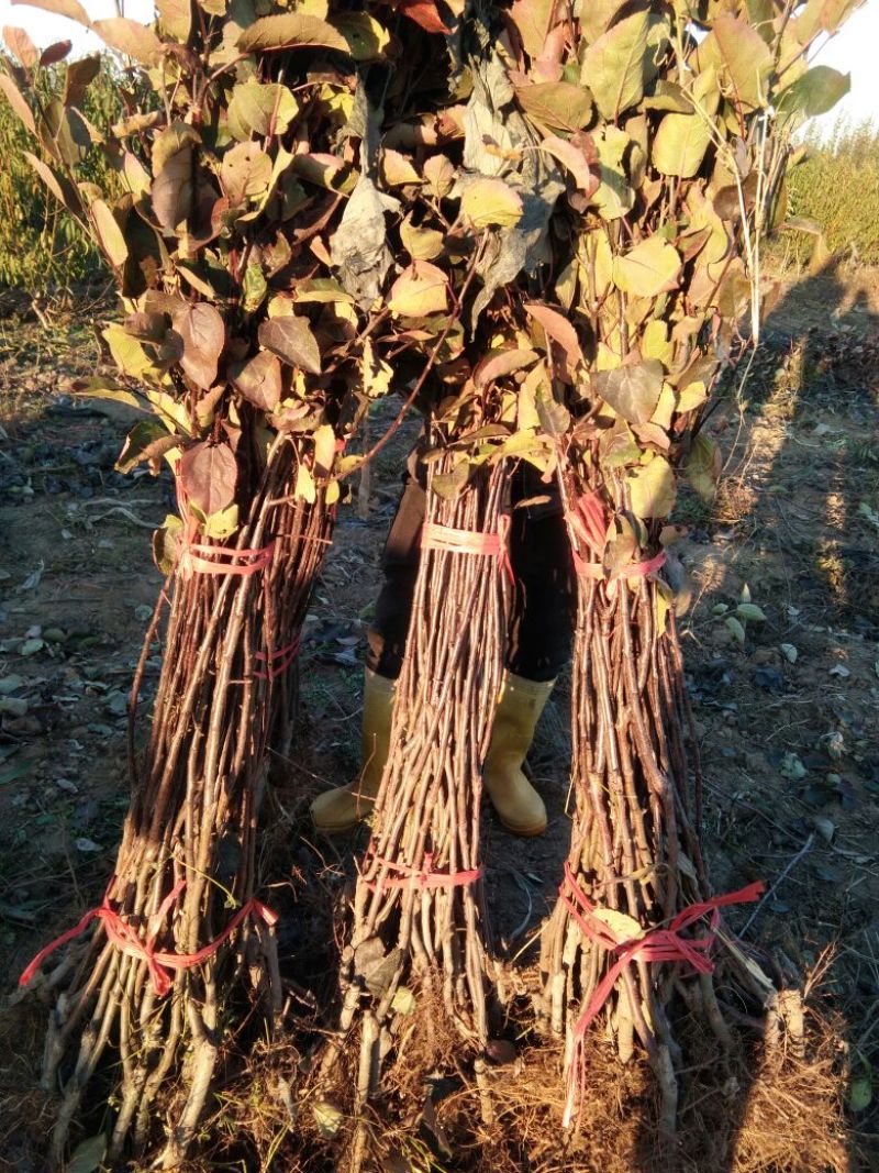 红肉苹果苗119-0680cm以上