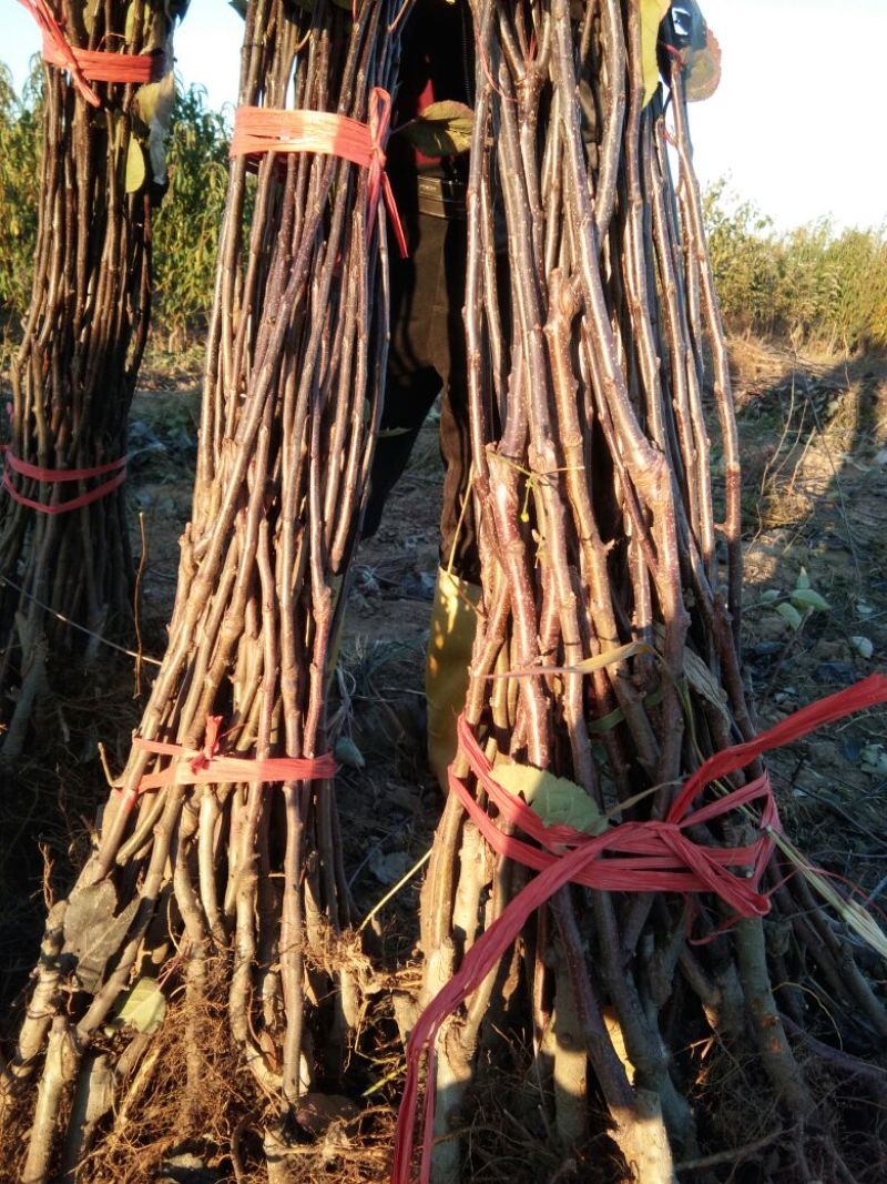 红肉苹果苗119-0680cm以上