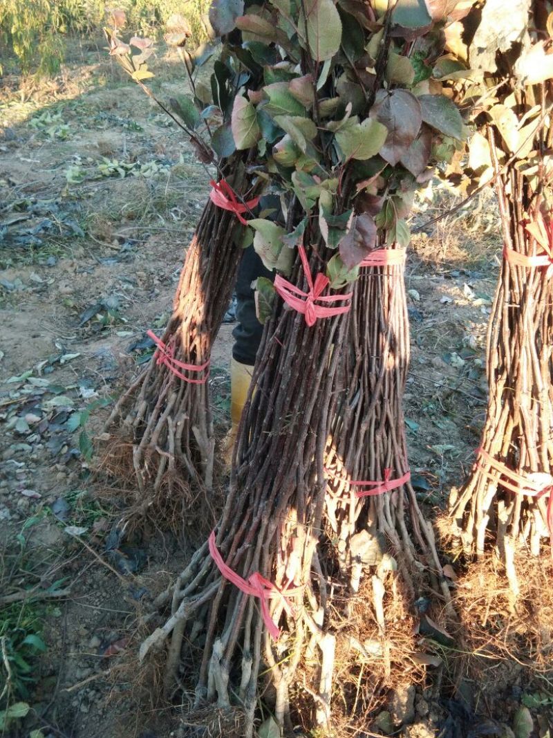 红肉苹果苗119-0680cm以上