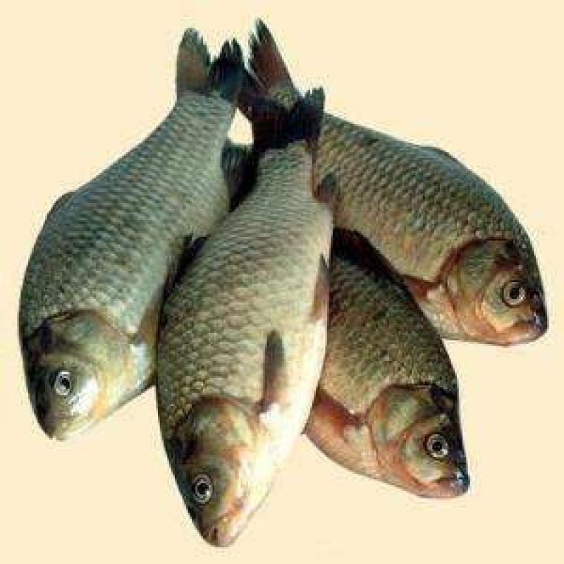 白鲫食用