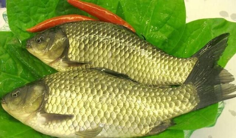 白鲫食用