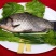 白鲫食用