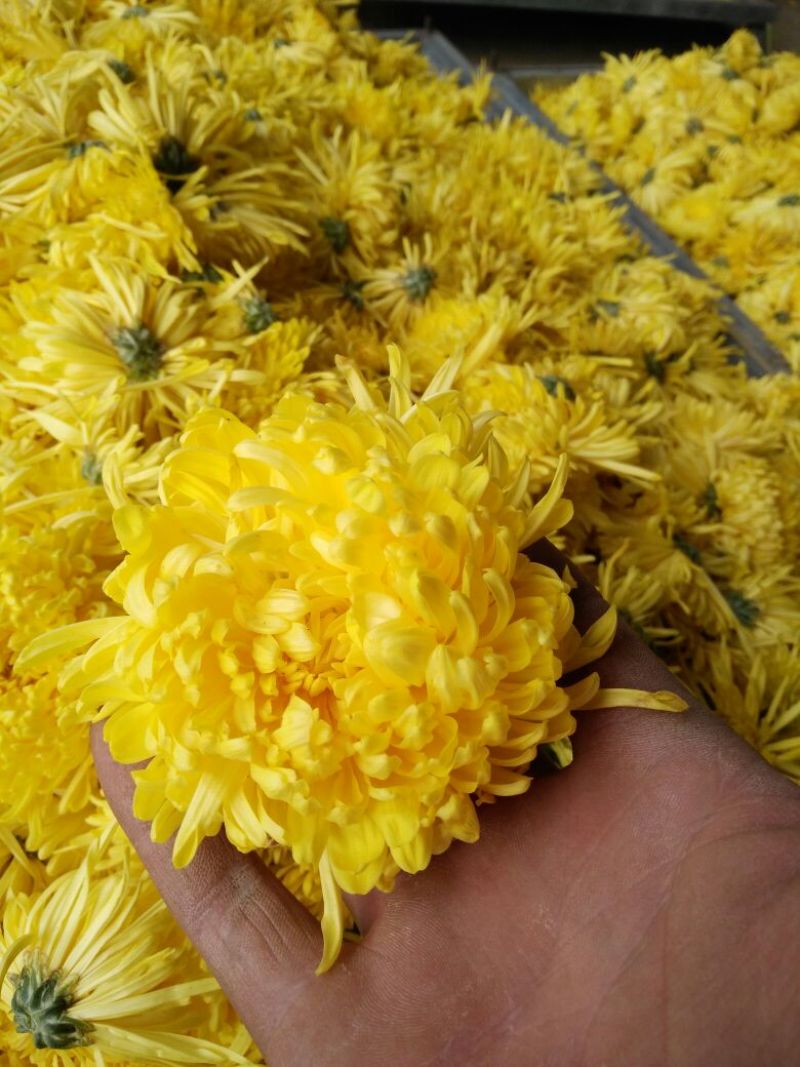 药用菊花散装