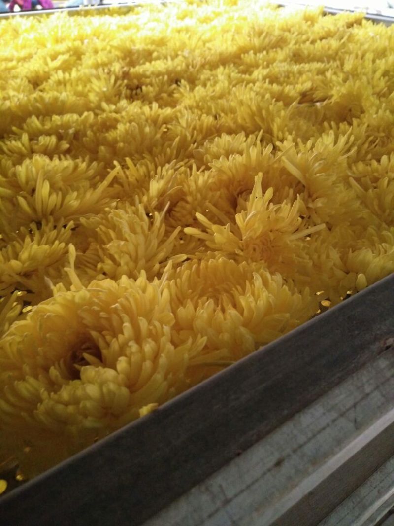 药用菊花散装