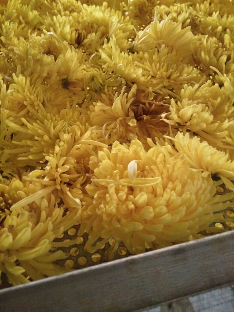 药用菊花散装