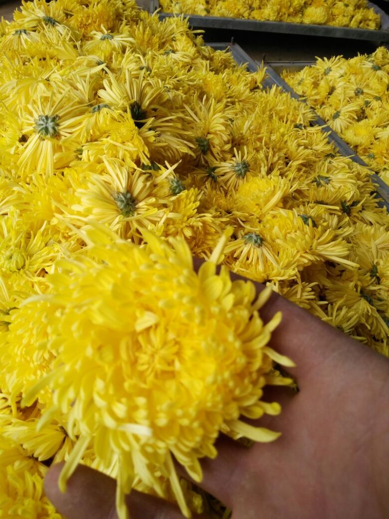 药用菊花散装