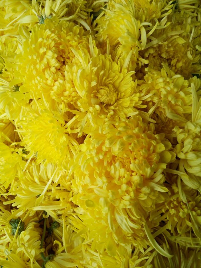 药用菊花散装