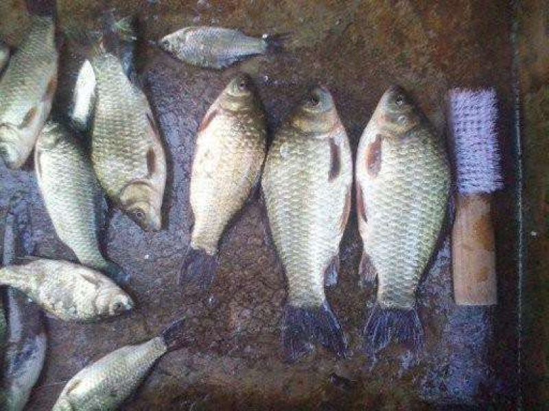 白鲫食用