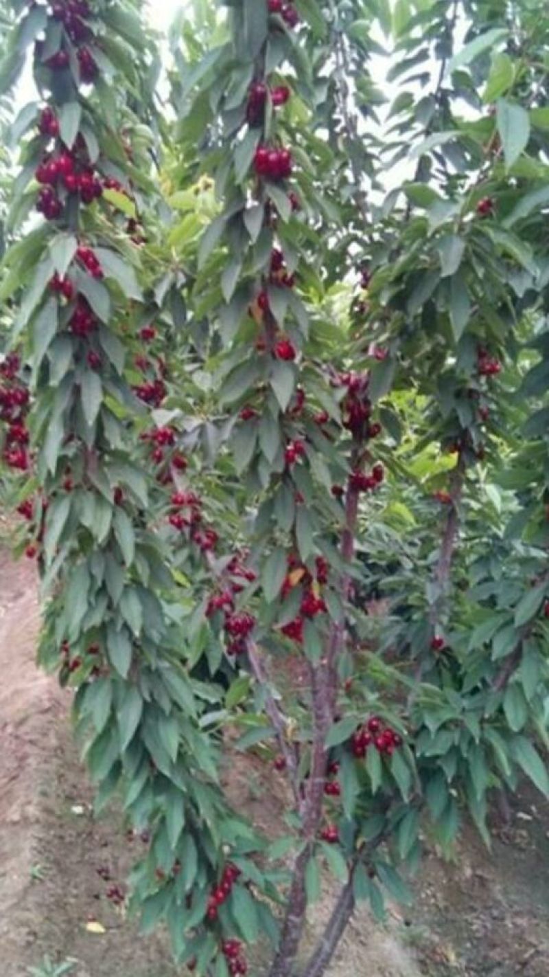樱桃树苗，樱桃苗，樱桃苗新品种，适合南北方栽植的樱桃