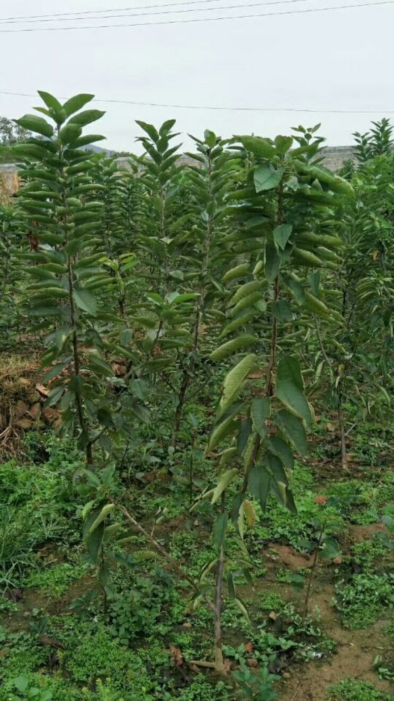 樱桃树苗，樱桃苗，樱桃苗新品种，适合南北方栽植的樱桃