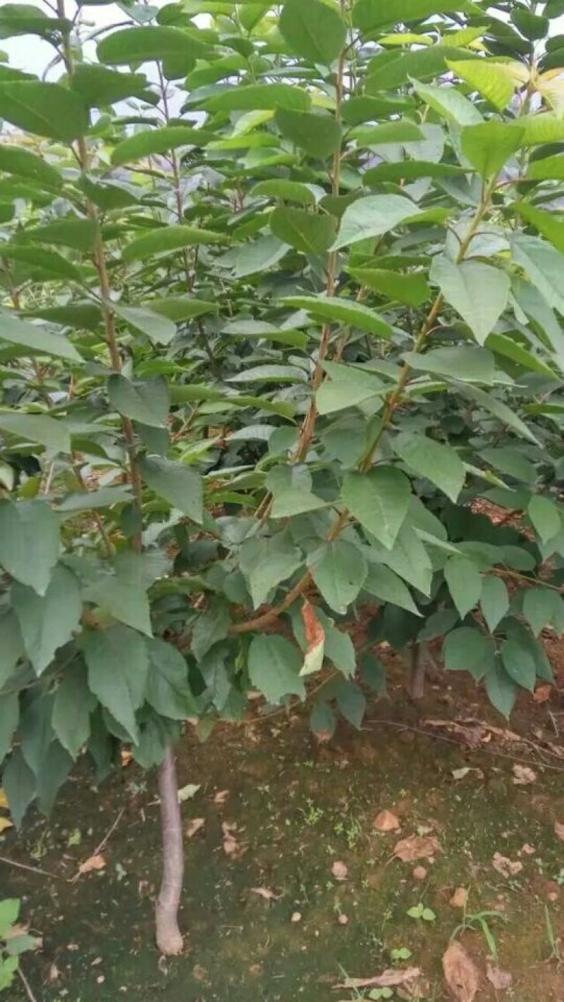 樱桃树苗，樱桃苗，樱桃苗新品种，适合南北方栽植的樱桃