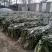 长白大葱40cm以上毛葱3cm左右