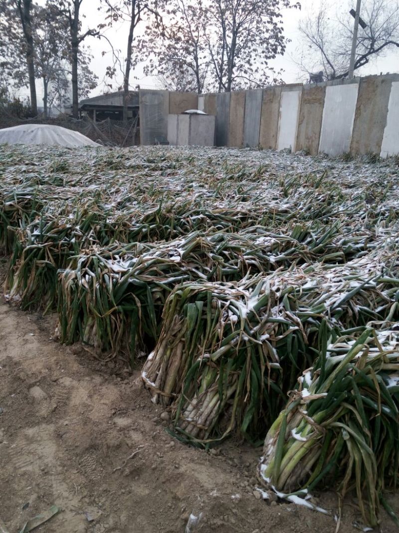 长白大葱40cm以上毛葱3cm左右