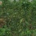 矮化樱桃树苗，栽植后第二年结果的樱桃苗，樱桃树苗，包品种