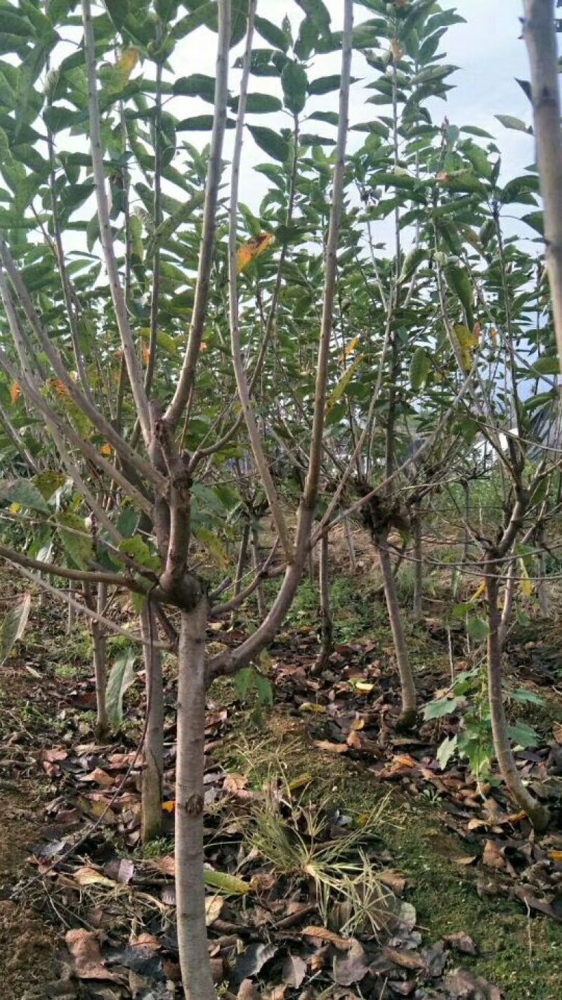 矮化樱桃树苗，栽植后第二年结果的樱桃苗，樱桃树苗，包品种
