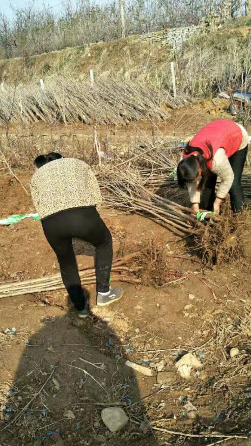 美早樱桃苗，樱桃苗，樱桃树苗，矮化樱桃苗，包成活率品种