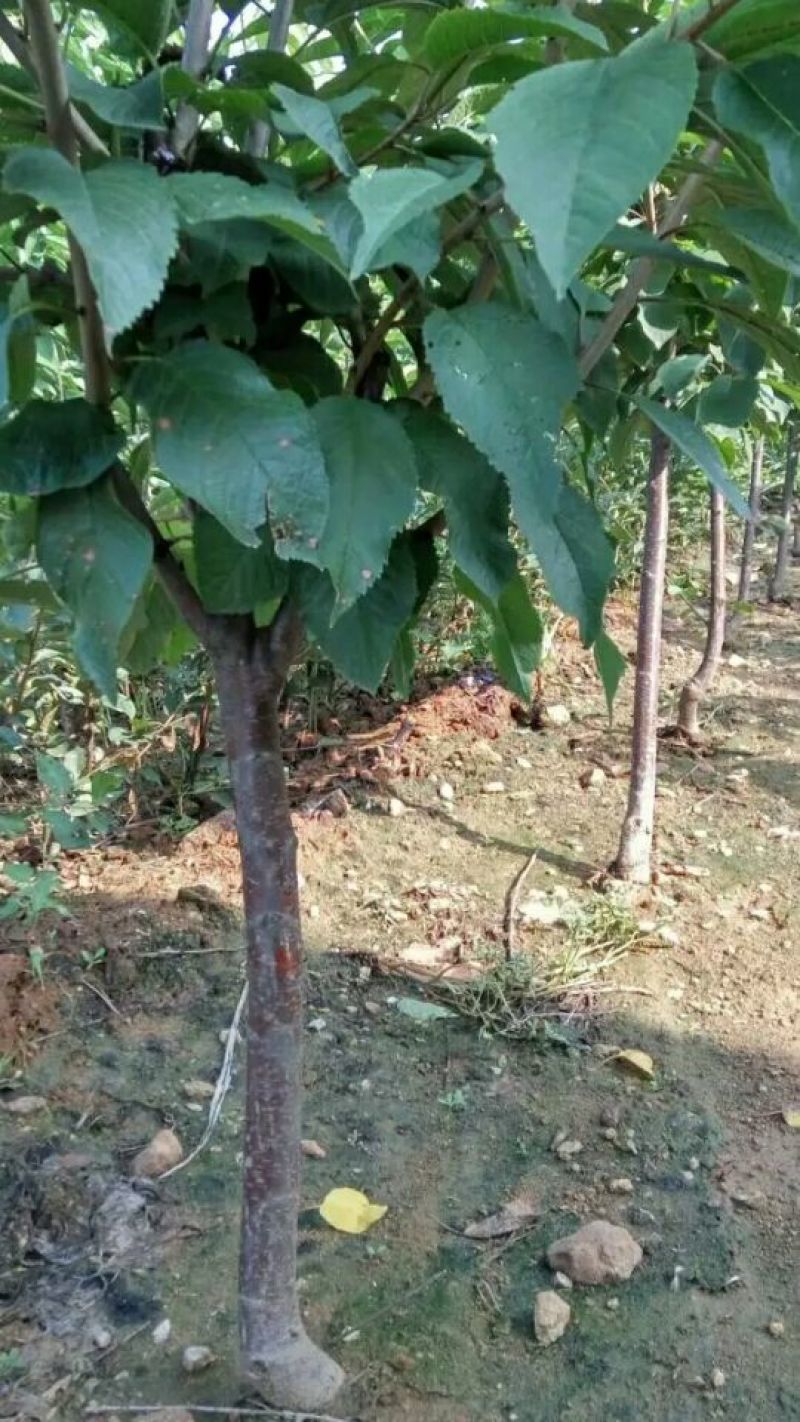 俄罗斯8号樱桃苗，抗冻的樱桃树苗，矮化樱桃树苗栽植技术