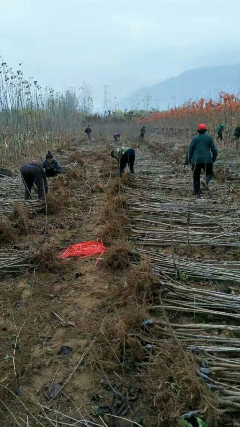 俄罗斯8号樱桃苗，抗冻的樱桃树苗，矮化樱桃树苗栽植技术