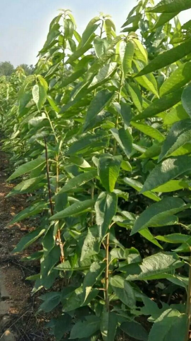 俄罗斯8号樱桃苗，抗冻的樱桃树苗，矮化樱桃树苗栽植技术