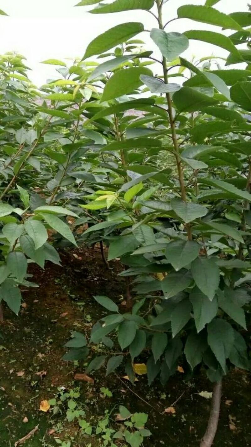 车厘子苗，矮化车厘子樱桃苗，矮化樱桃苗，樱桃苗，保证品种