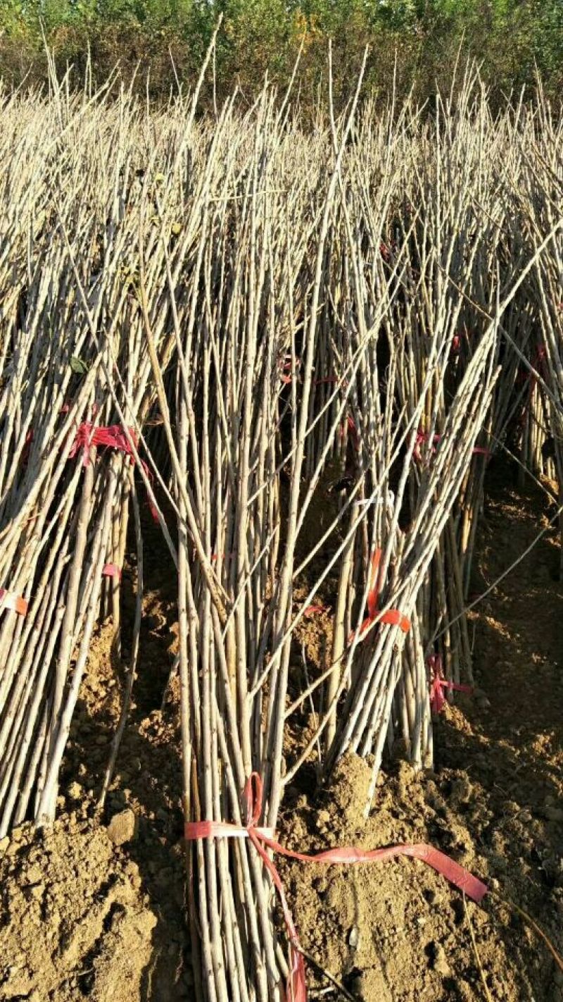 车厘子苗，矮化车厘子樱桃苗，矮化樱桃苗，樱桃苗，保证品种
