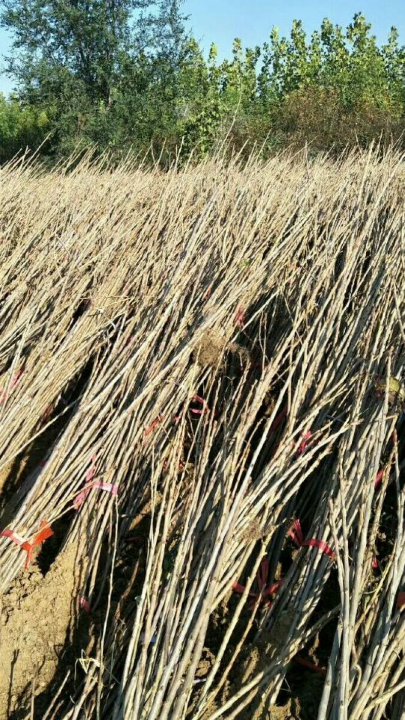 车厘子苗，矮化车厘子樱桃苗，矮化樱桃苗，樱桃苗，保证品种