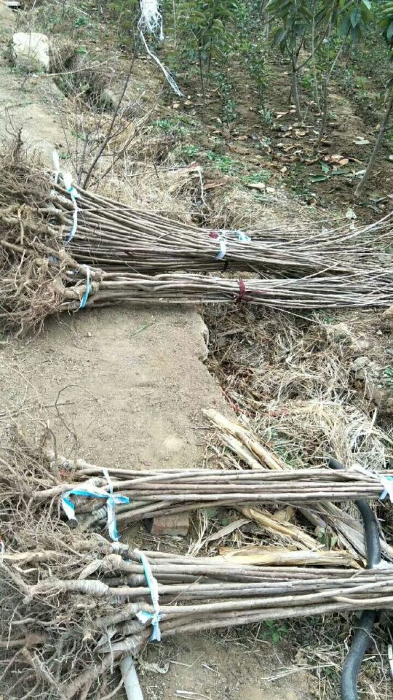 布鲁克斯樱桃苗，车厘子樱桃苗，车厘子樱桃树苗，矮化樱桃