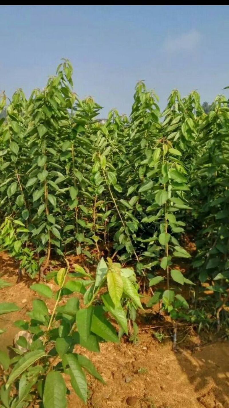 脱毒矮化樱桃苗，樱桃苗，樱桃树苗，樱桃树苗新品种