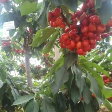 脱毒矮化樱桃苗，樱桃苗，樱桃树苗，樱桃树苗新品种