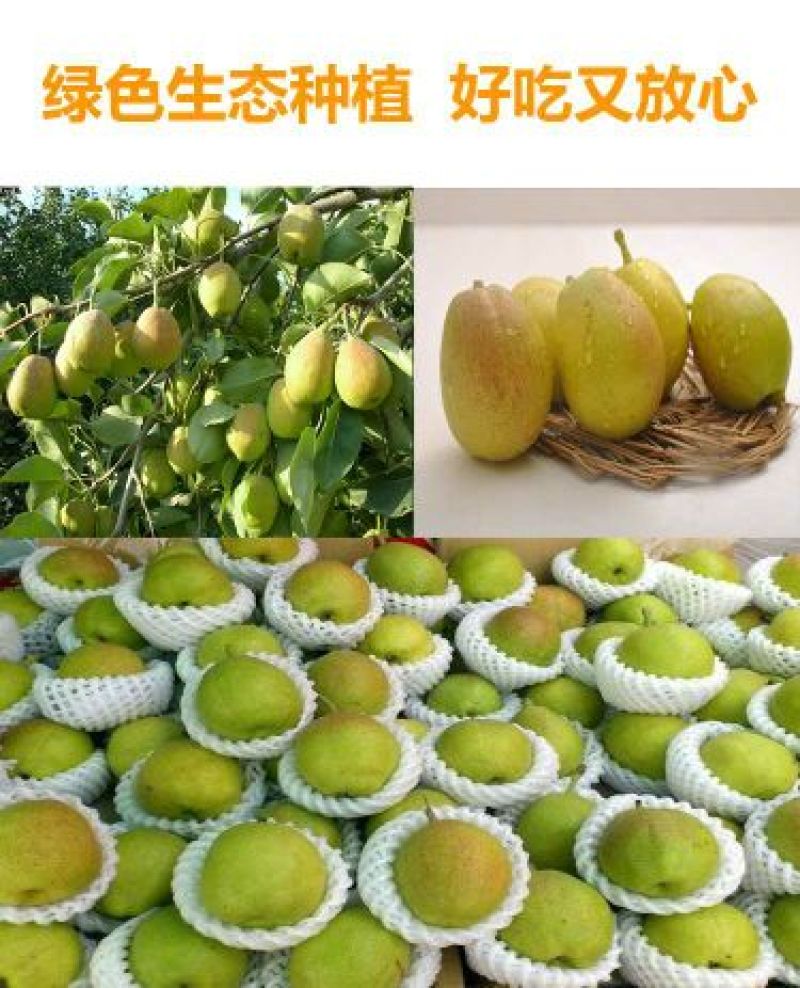 库尔勒香梨100~150g55mm以上公