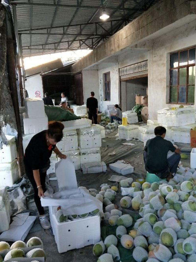 凯特芒8两以上