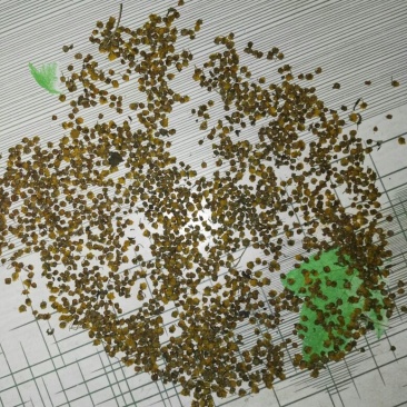 野菊花散装